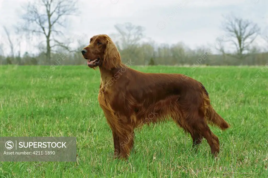 Irish Setter (Canis familiaris) portrait