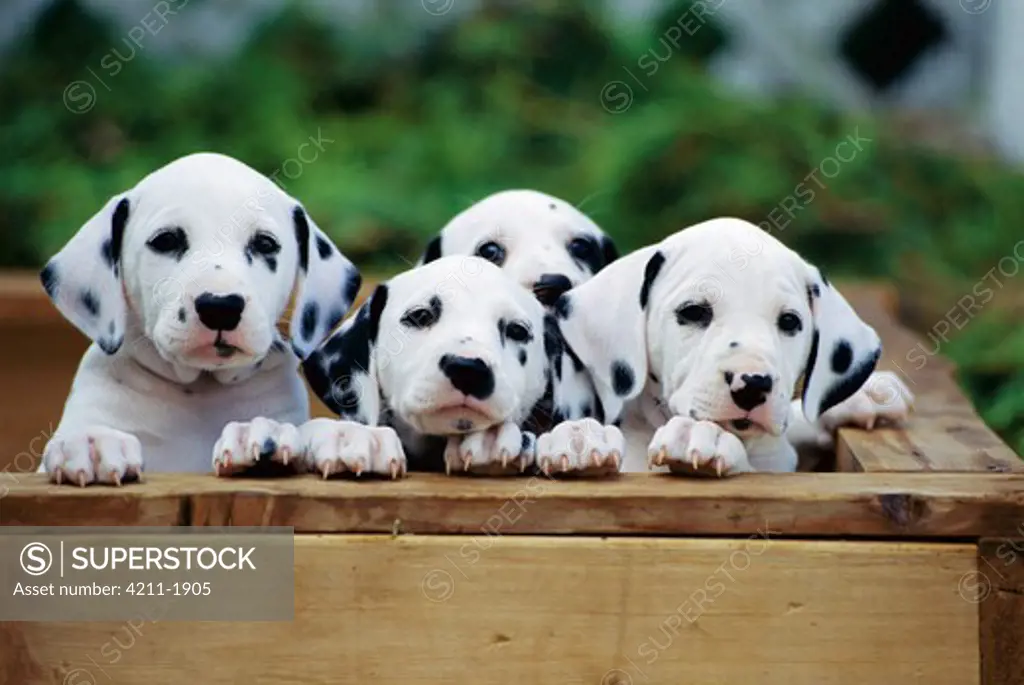 Dalmatians (Canis familiaris) group of puppies looking out of whelping box