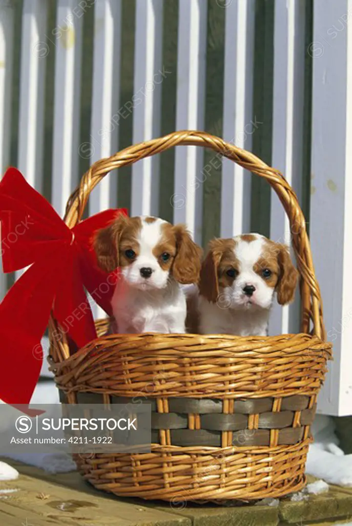 Cavalier King Charles Spaniel (Canis familiaris) puppies in basket