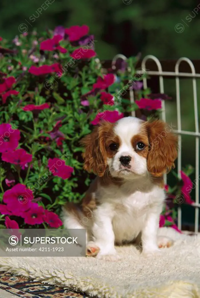 Cavalier King Charles Spaniel (Canis familiaris) puppy