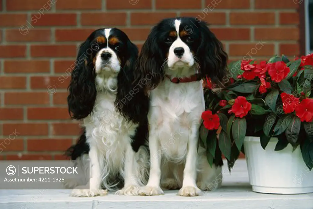 Cavalier King Charles Spaniel (Canis familiaris) pair