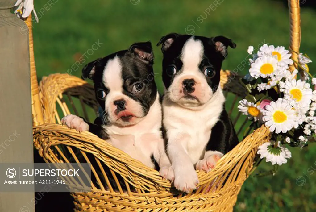 Boston Terrier (Canis familiaris) two puppies in wicker basket