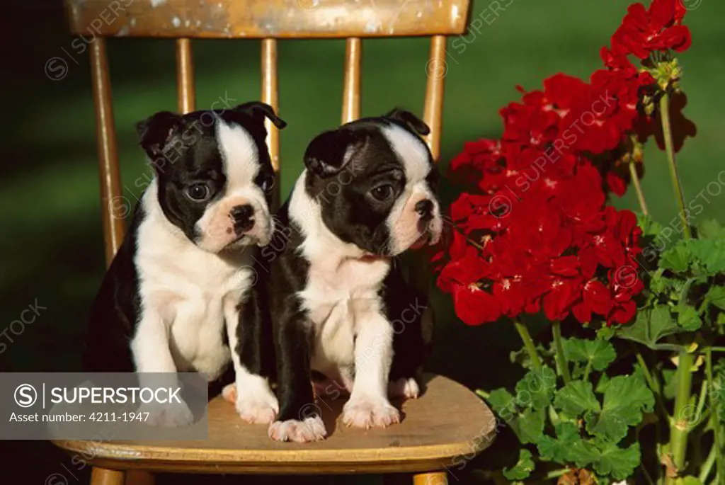 Boston Terrier (Canis familiaris) two puppies on chair