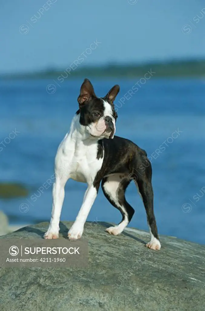 Boston Terrier (Canis familiaris) portrait