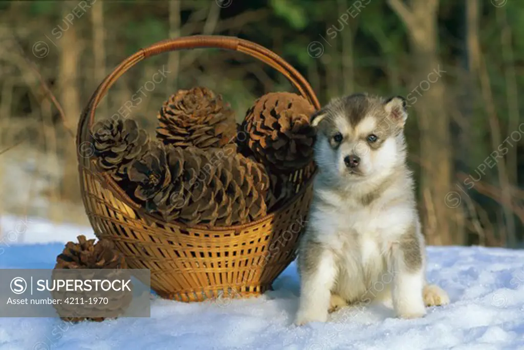 Alaskan Malamute (Canis familiaris) puppy in snow