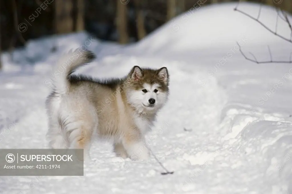 Alaskan Malamute (Canis familiaris) puppy playing in snow
