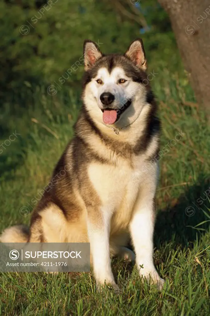 Alaskan Malamute (Canis familiaris) portrait sitting