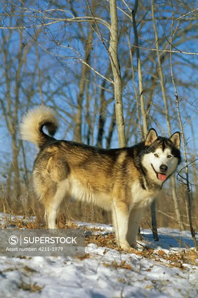 Alaskan Malamute (Canis familiaris) adult, portrait in snow