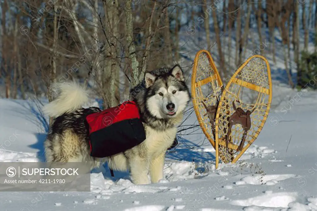 Alaskan Malamute (Canis familiaris) in snow wearing pack