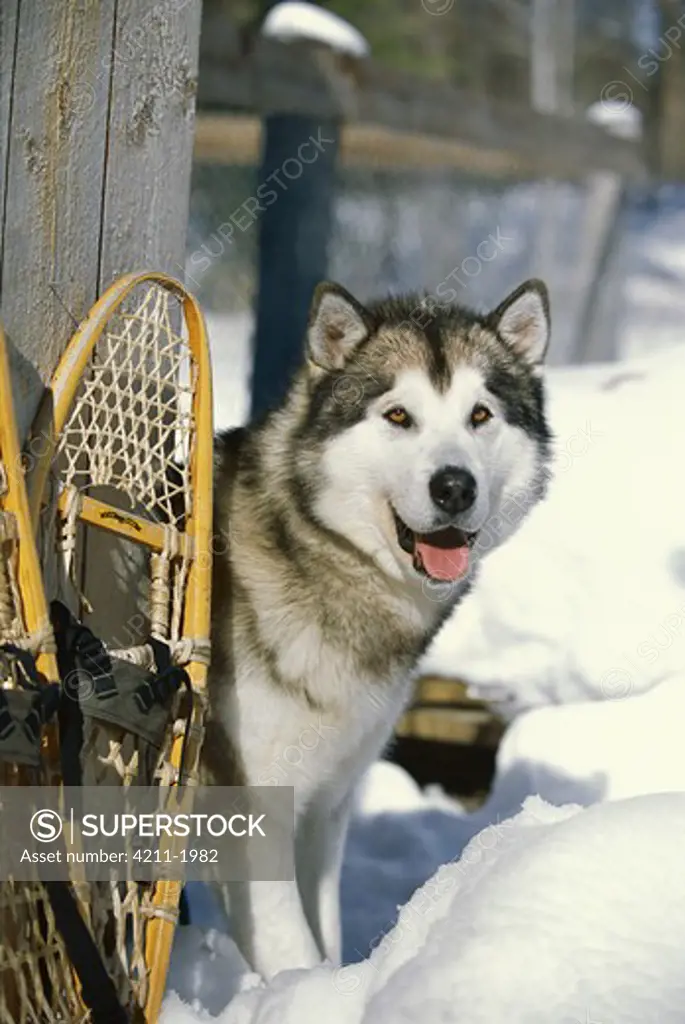 Alaskan Malamute (Canis familiaris) hiding behind snow-shoes