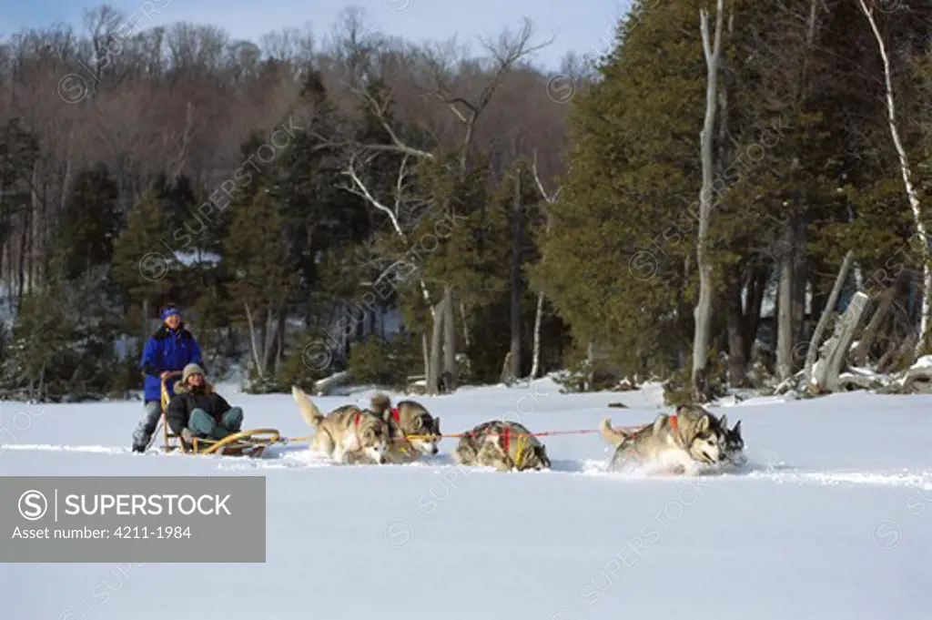 Alaskan Malamute (Canis familiaris) team pulling dogsled