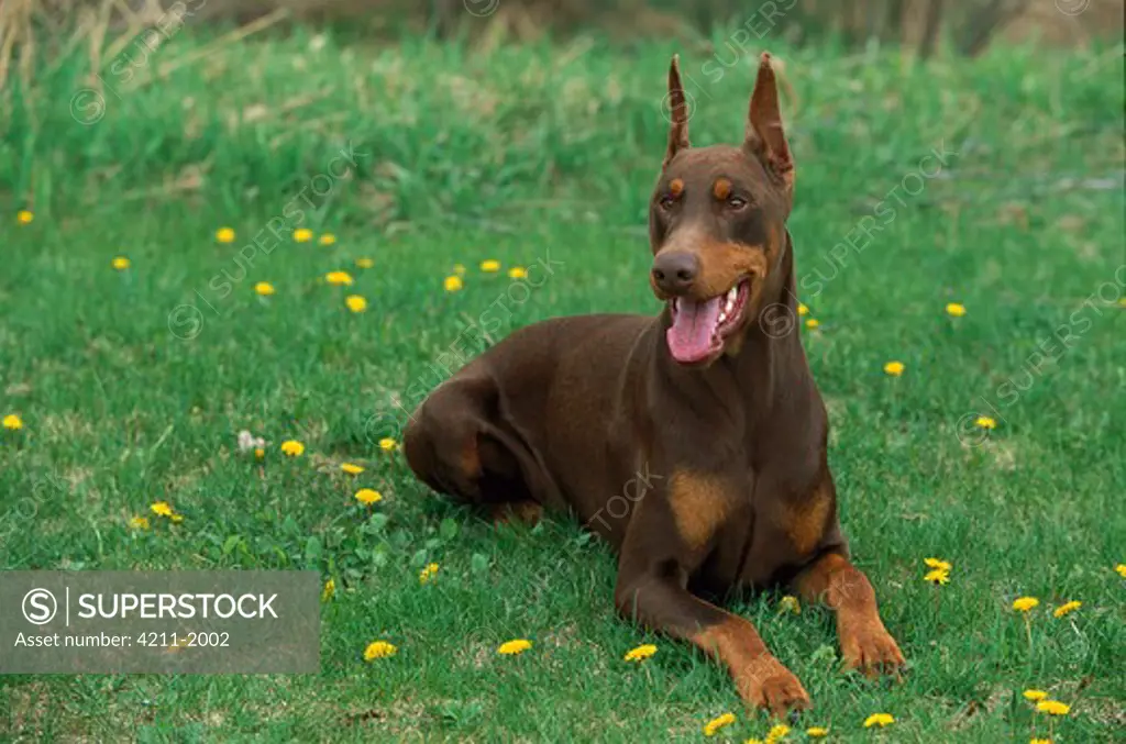 Doberman Pinscher (Canis familiaris) adult red with clipped ears, laying in grass
