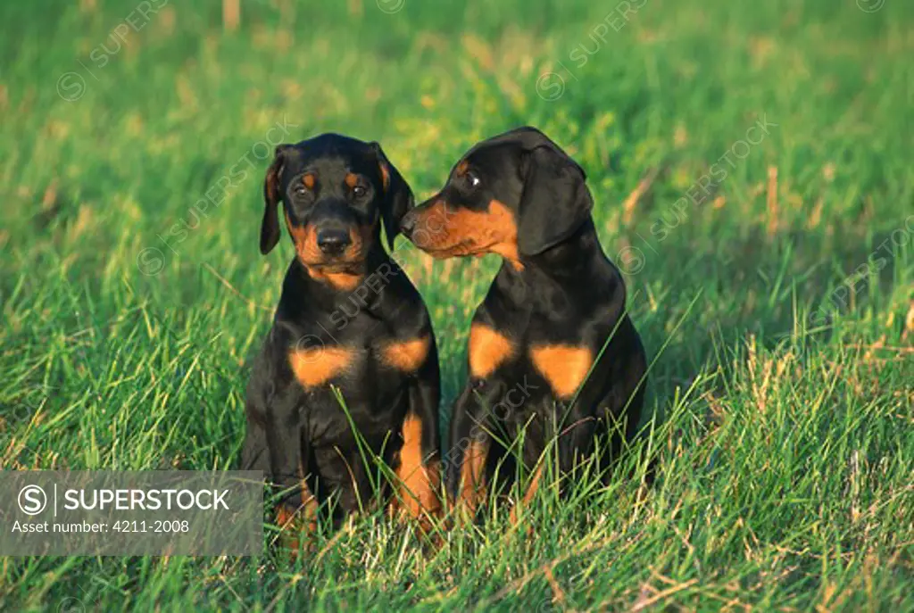 Doberman Pinscher (Canis familiaris) two puppies with natural ears in tall grass