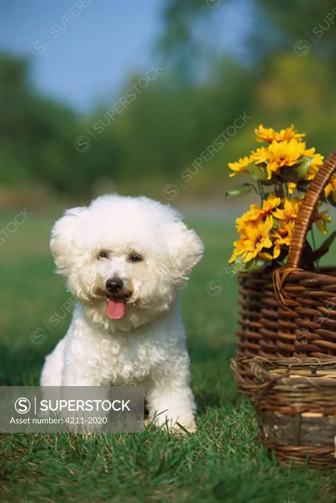 Bichon Frise (Canis familiaris) sitting next to basket of flowers