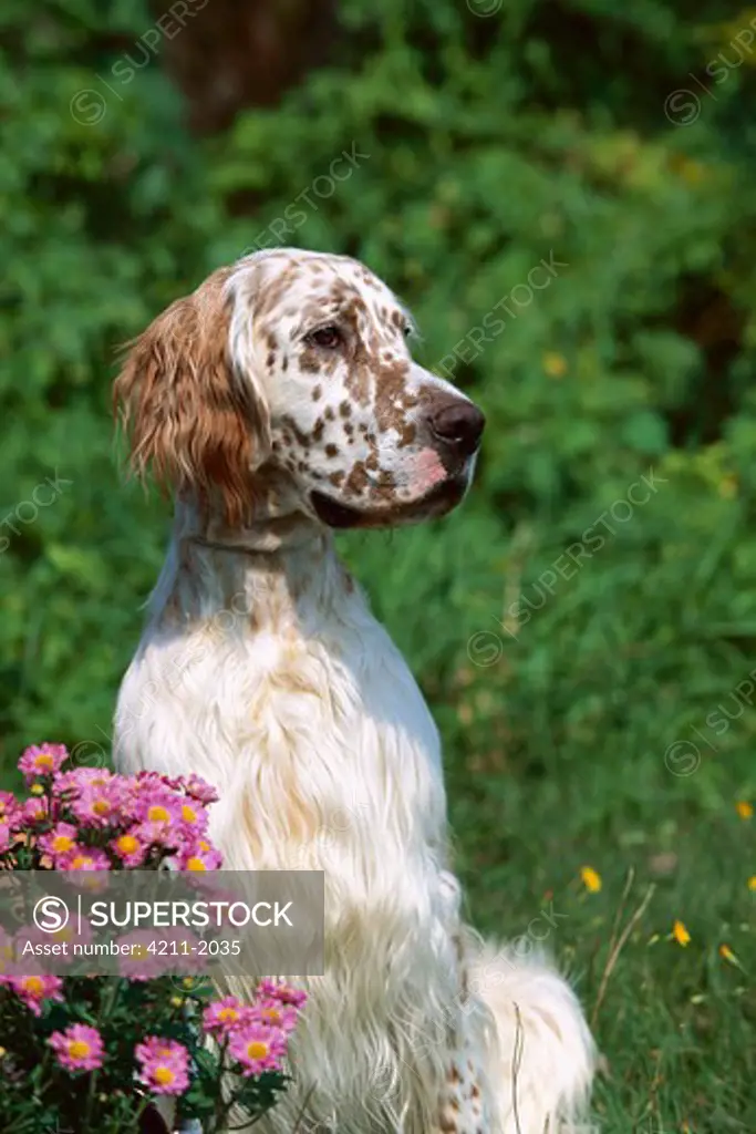 English Setter (Canis familiaris) portrait with flowers