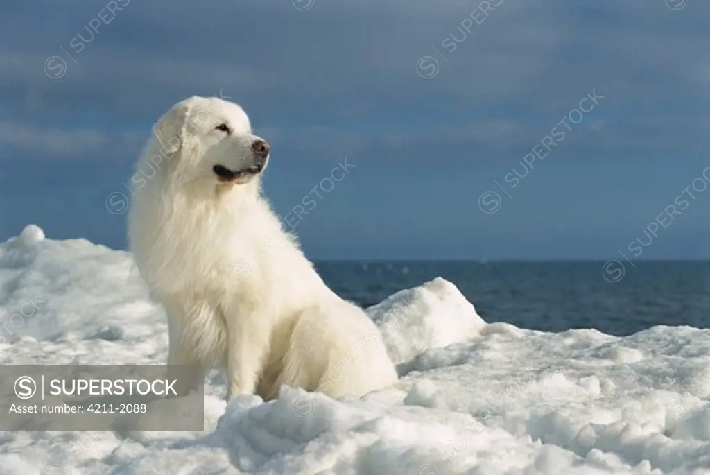 Great Pyrenees (Canis familiaris) portrait in snow