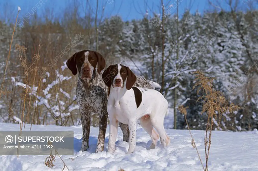 German Shorthaired Pointer (Canis familiaris) adult and puppy in snow
