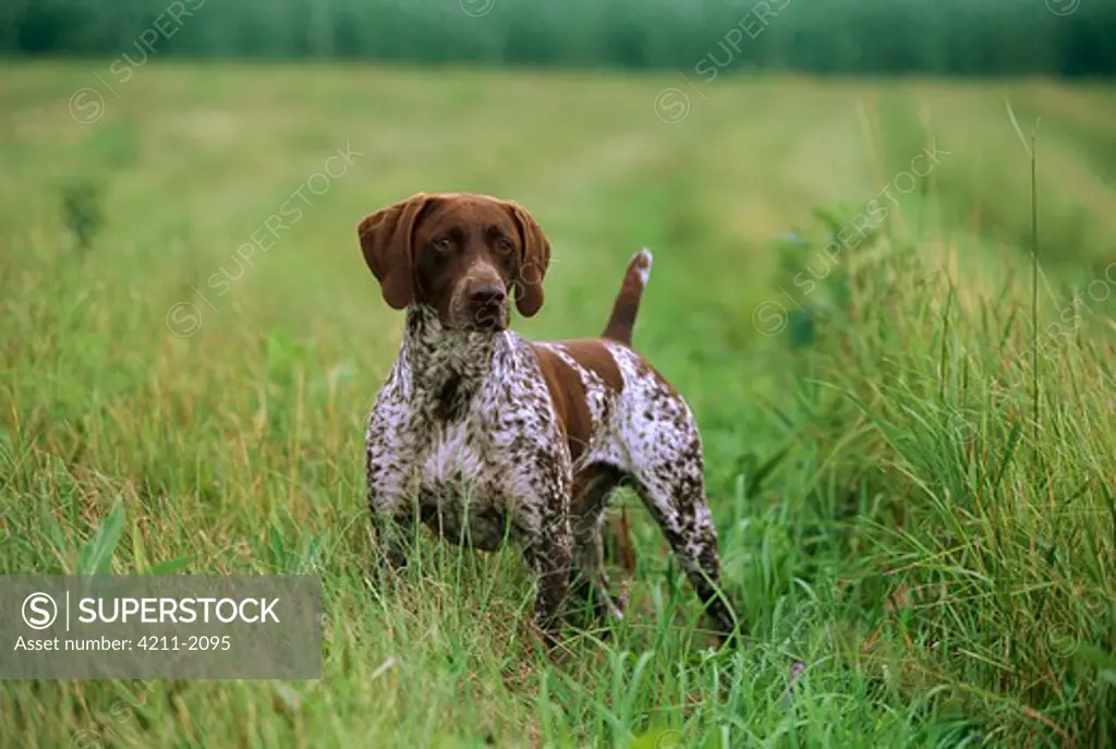 German Shorthaired Pointer (Canis familiaris) with liver and white spotted coat