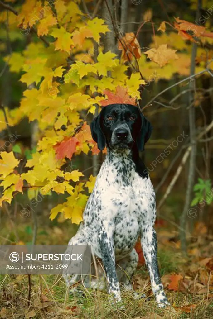 German Shorthaired Pointer (Canis familiaris) portrait in fall