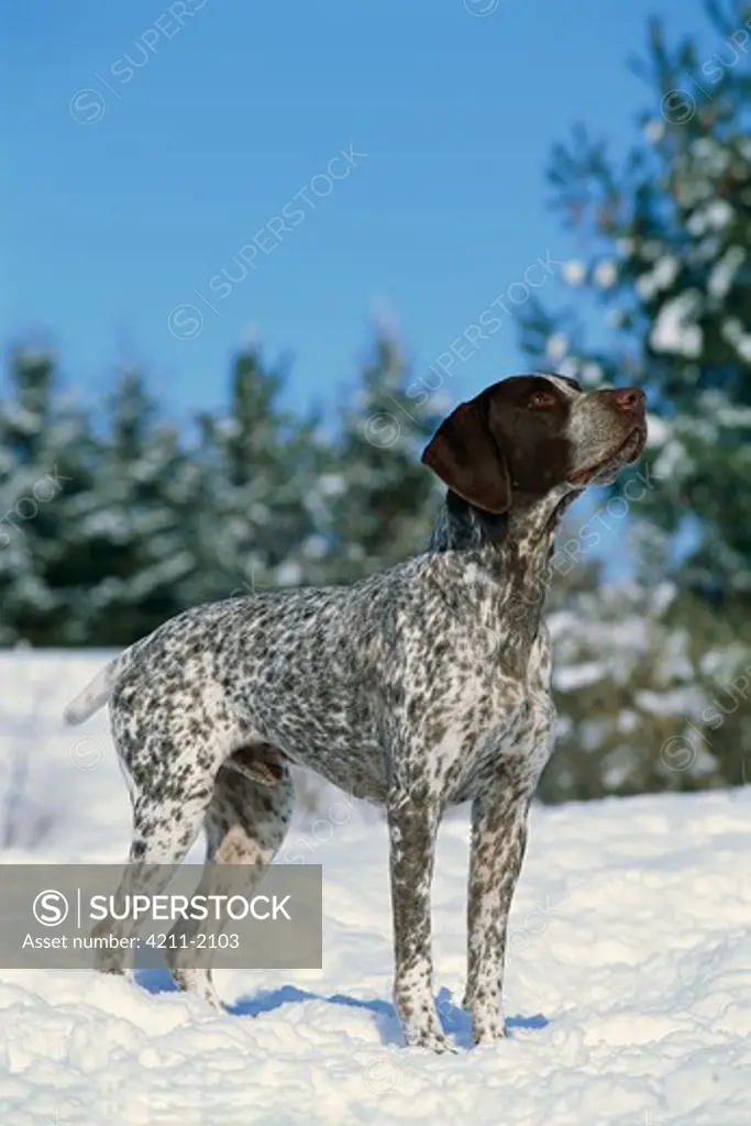 German Shorthaired Pointer (Canis familiaris) portrait