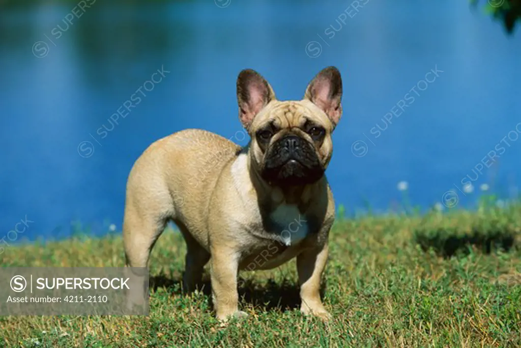 French Bulldog (Canis familiaris) portrait in grass near water
