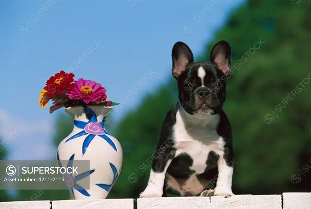 French Bulldog (Canis familiaris) puppy sitting next to vase with flowers