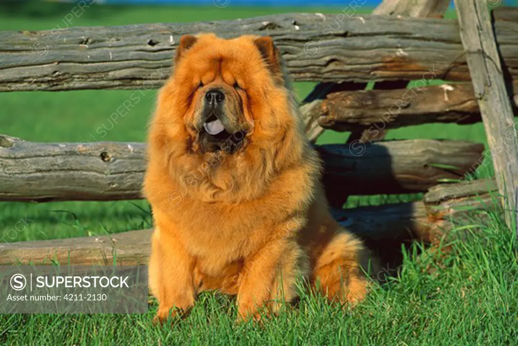 Chow Chow (Canis familiaris) portrait by wooden fence