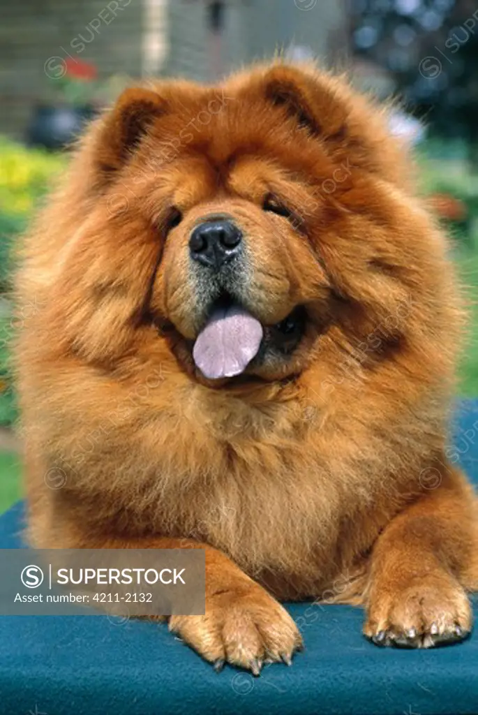 Chow Chow (Canis familiaris) close-up of red adult panting