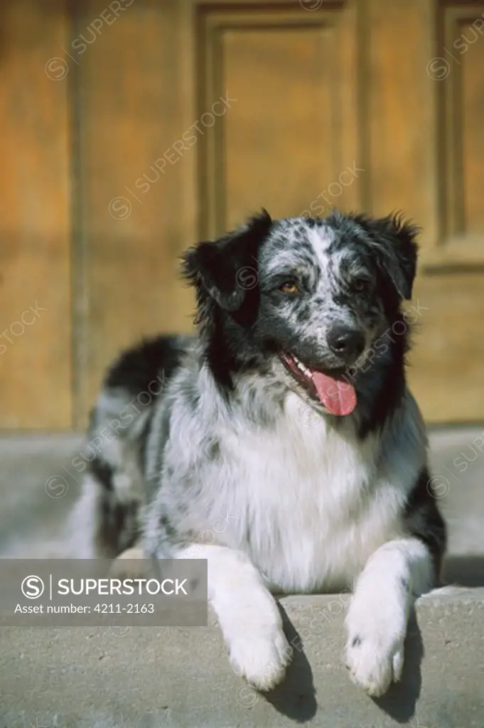 Australian Shepherd (Canis familiaris) laying on step with open mouth