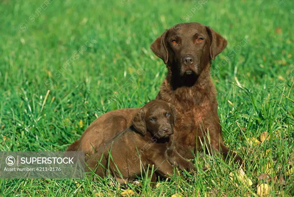 Chesapeake Bay Retriever (Canis familiaris) mother and puppy laying in grass