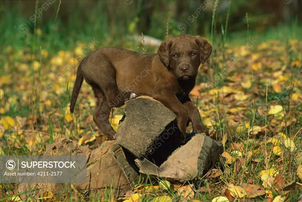 Chesapeake Bay Retriever (Canis familiaris) puppy playing on chopped wood, fall