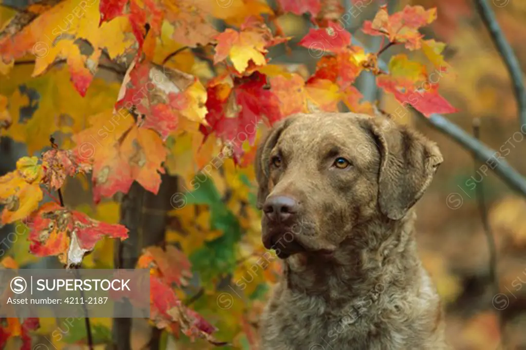 Chesapeake Bay Retriever (Canis familiaris) portrait with fall colors