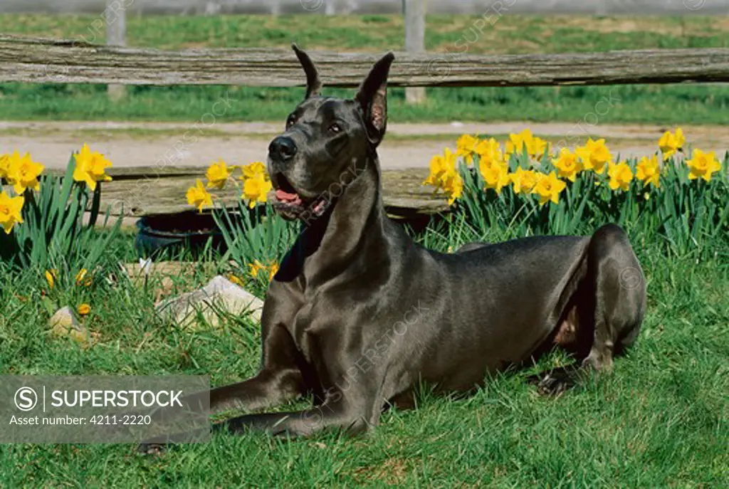 Great Dane (Canis familiaris) blue color laying in grass with blooming daffodils