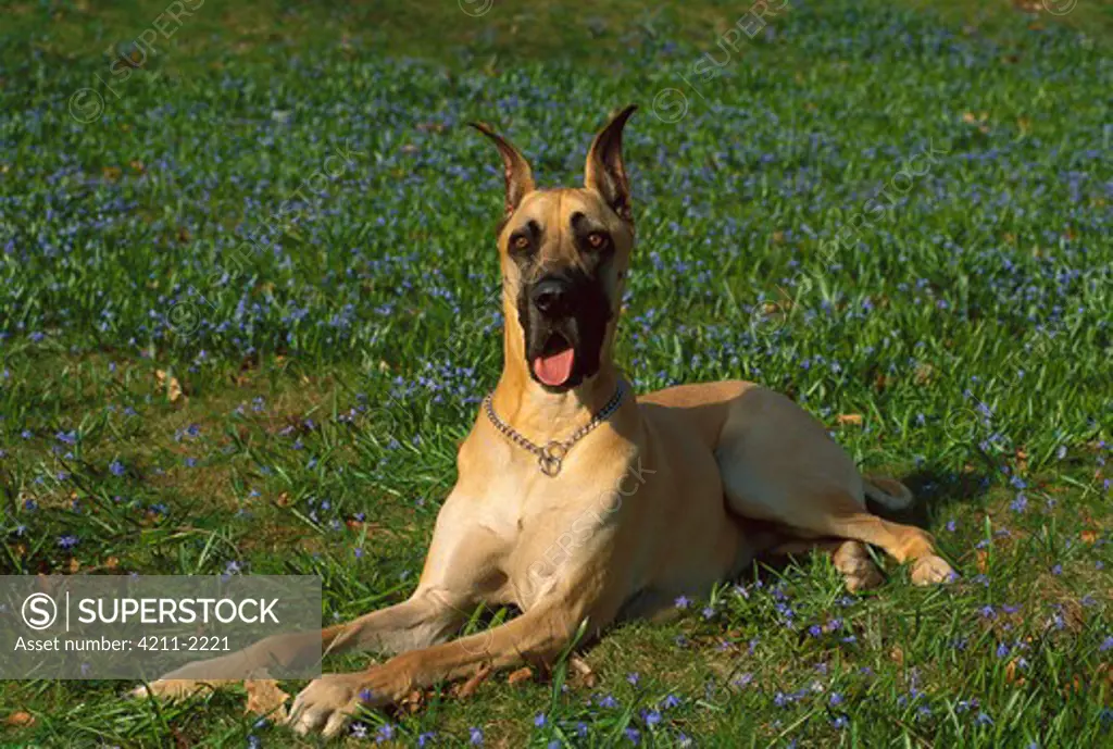 Great Dane (Canis familiaris) laying amid wildflowers