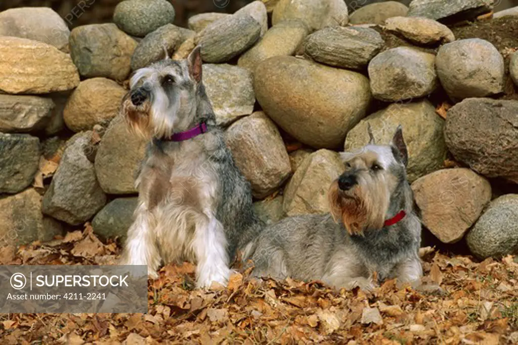 Standard Schnauzer (Canis familiaris) pair laying in fallen leaves in front of stone fence