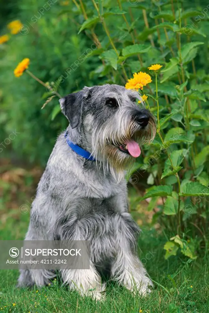 Standard Schnauzer (Canis familiaris) with natural ears, sitting