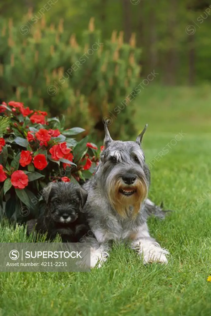 Standard Schnauzer (Canis familiaris) adult and puppy laying in grass beneath impatiens flowers