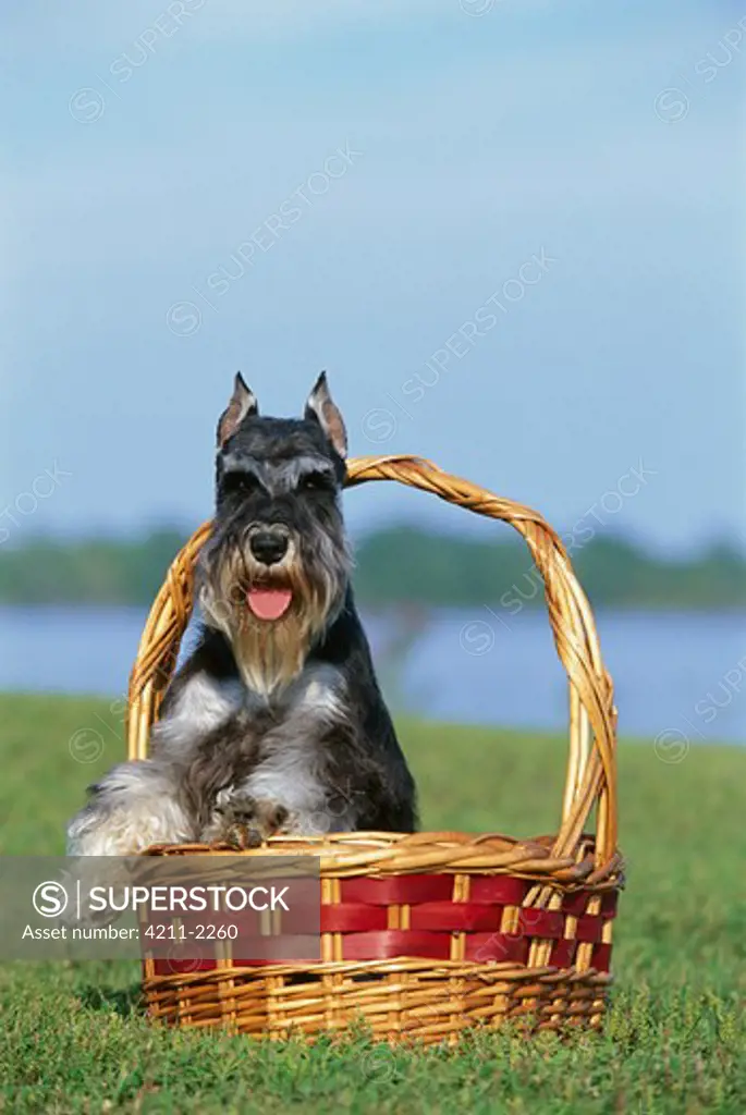 Miniature Schnauzer (Canis familiaris) in basket
