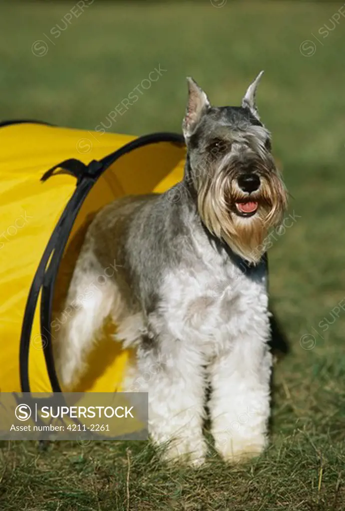 Miniature Schnauzer (Canis familiaris) standing at end of play tunnel