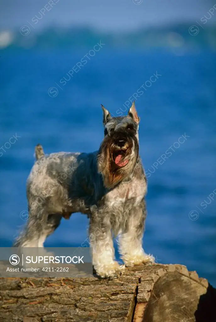 Miniature Schnauzer (Canis familiaris) standing on log near water