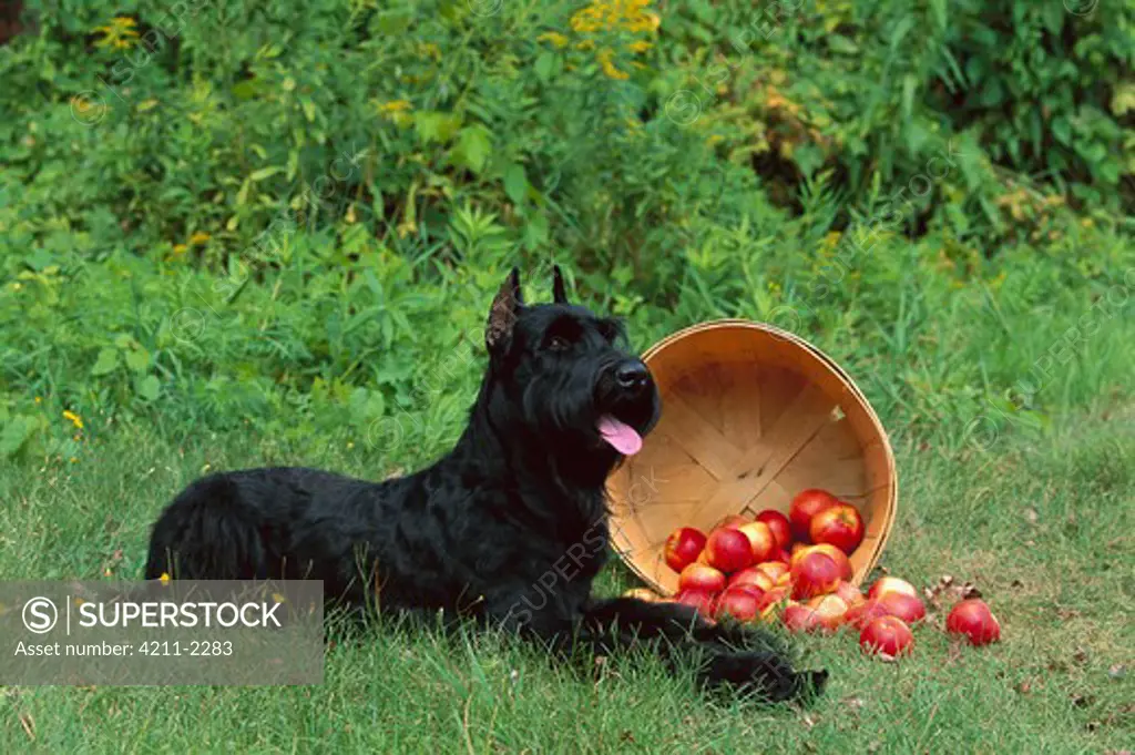 Giant Schnauzer (Canis familiaris) laying with bushell of spilled apples