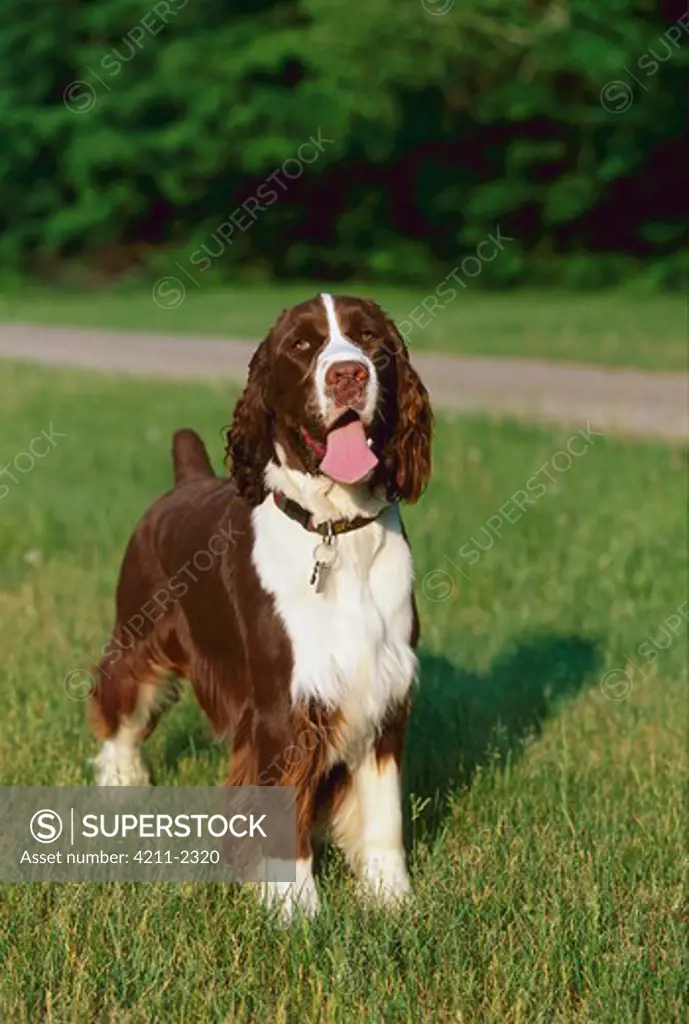 English Springer Spaniel (Canis familiaris) portrait on lawn