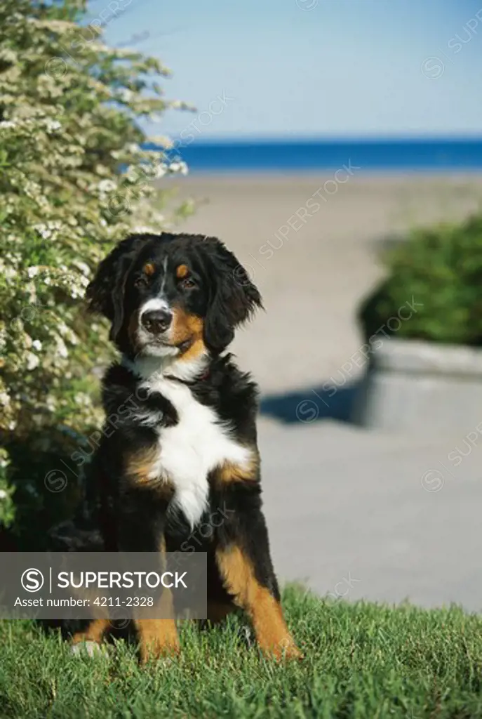 Bernese Mountain Dog (Canis familiaris) puppy sitting in grass