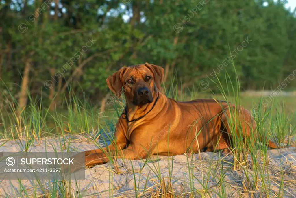 Rhodesian Ridgeback (Canis familiaris) laying down