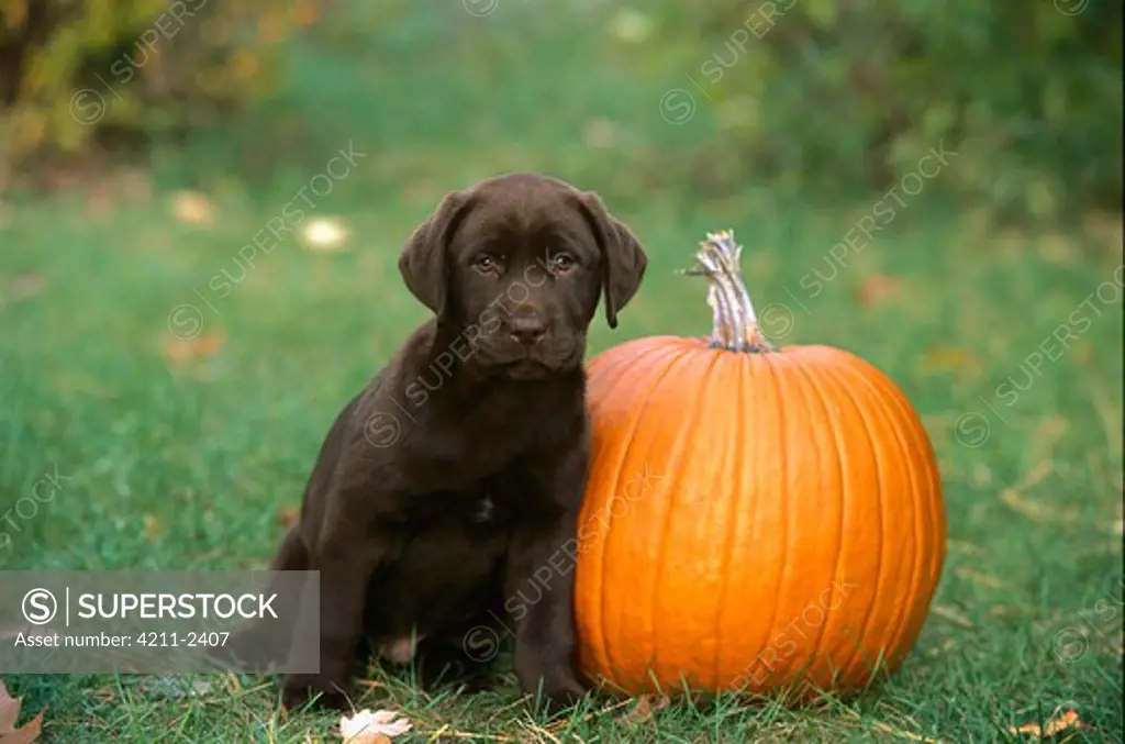 Chocolate Labrador Retriever (Canis familiaris) puppy sitting with Pumpkin
