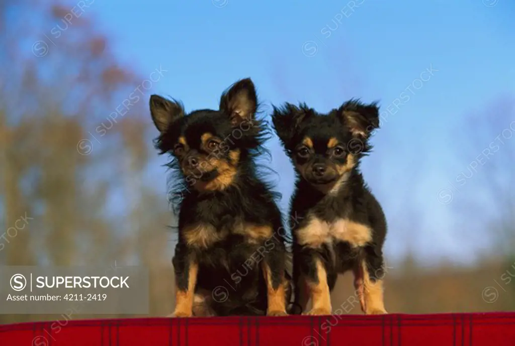 Long Haired Chihuahua (Canis familiaris) pair