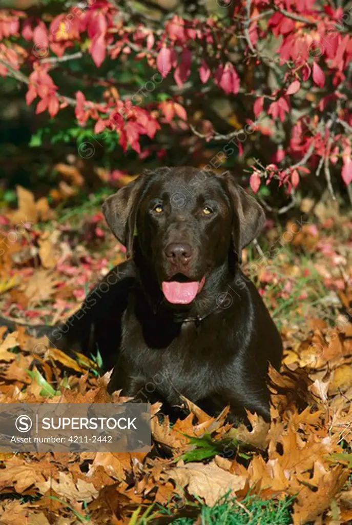 Chocolate Labrador Retriever (Canis familiaris) laying in fallen leaves