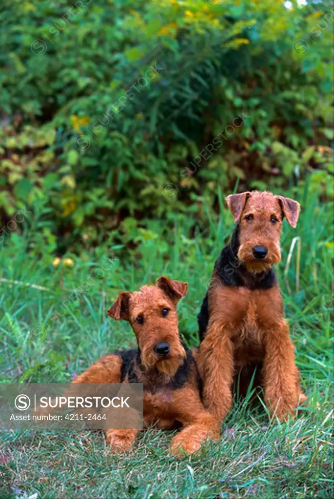 Airedale Terrier (Canis familiaris) pair on grass