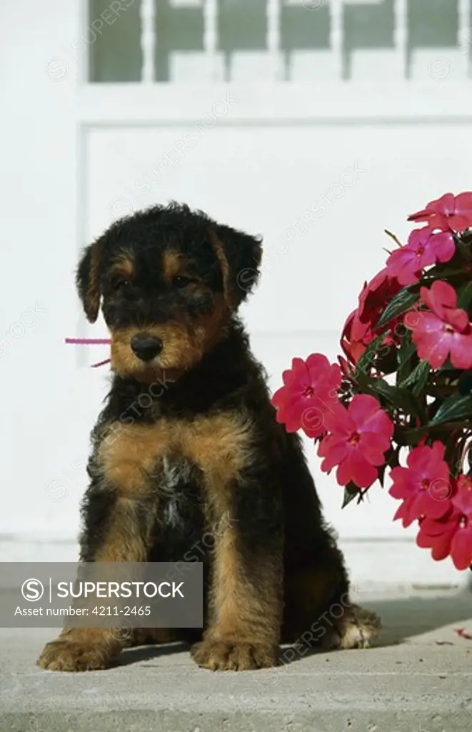 Airedale Terrier (Canis familiaris) puppy