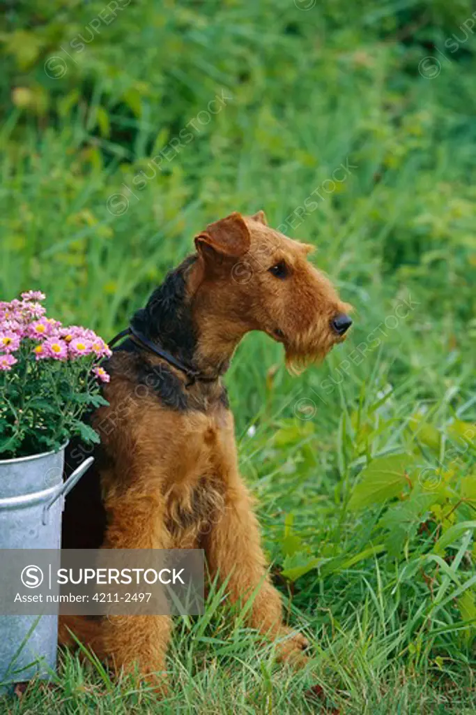 Airedale Terrier (Canis familiaris) juvenile